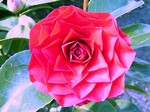 Camellia japonica - Kamelie Rogers Hall