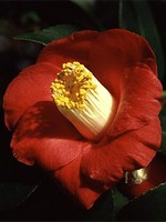 Fotos Camellia japonica