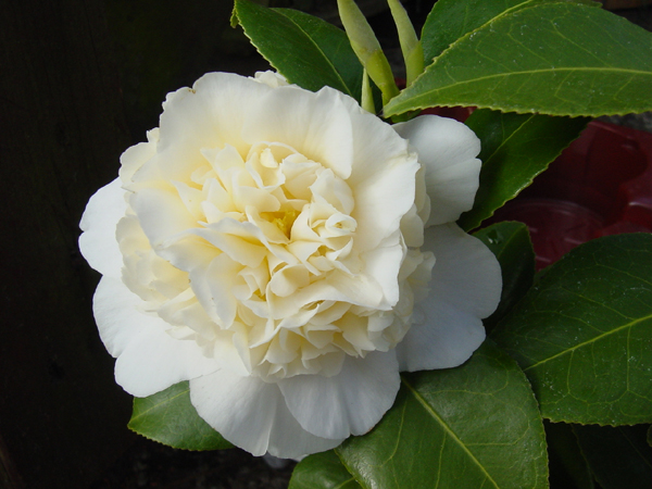 Photos Camellia japonica - 