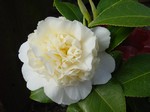 Photos Camellia japonica