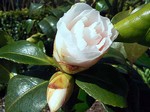Photos Camellia japonica
