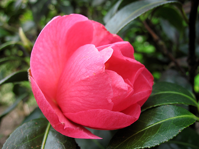 Photos Camellia williamsii - 