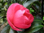 Photos Camellia williamsii