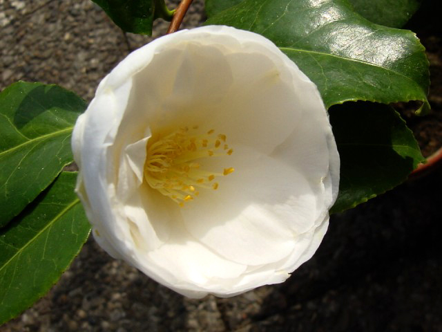 Photos Camellia japonica - 