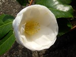 Photos Camellia japonica