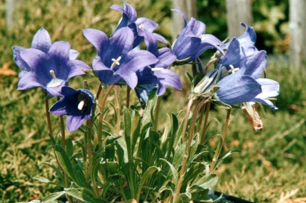 Photos Campanula bellidifolia - Bell flower