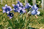 Photos Campanula bellidifolia