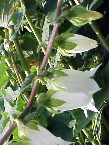 Photos Campanula alliariifolia - Bell flower