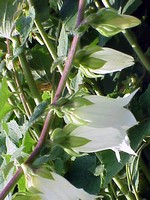 Fotos Campanula alliariifolia
