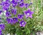 Photos Campanula aucherii