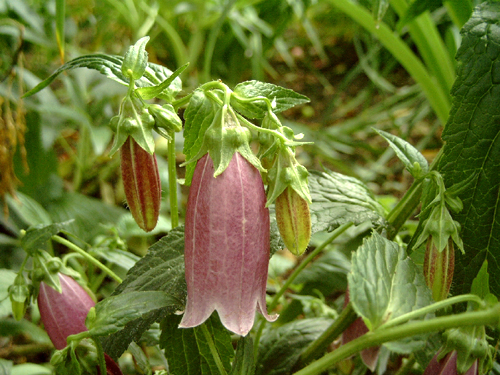 Photos Campanula barbata - Bell flower