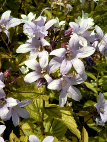 Photos Campanula bononiensis - Bell flower