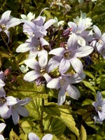 Photos Campanula bononiensis