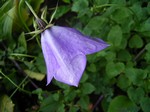 Photos Campanula carpatica