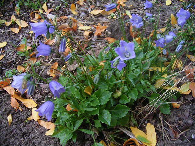 Photos Campanula cochleariifolia - Bell flower