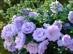 Photos Campanula cochleariifolia