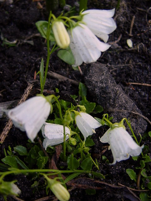 Photos Campanula cochleariifolia - Bell flower
