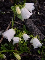 Photos Campanula cochleariifolia