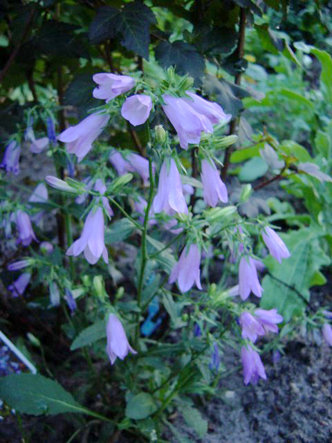 Photos Campanula collina - Bell flower