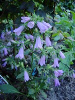 Photos Campanula collina