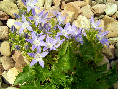 Photos Campanula fenestrellata - Bell flower