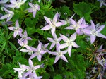 Photos Campanula garganica - Bell flower