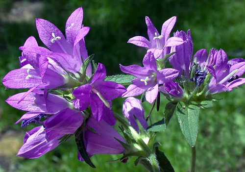 Photos Campanula glomerata - Dane