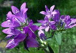 Photos Campanula glomerata
