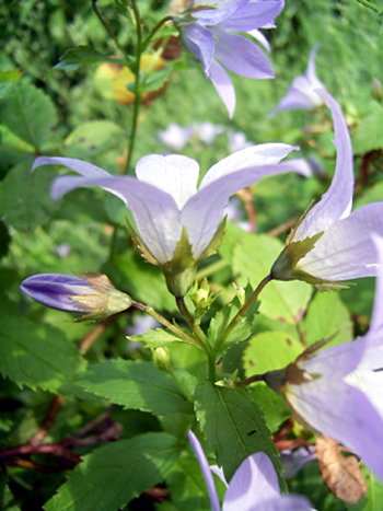 Photos Campanula lactiflora - Bell flower