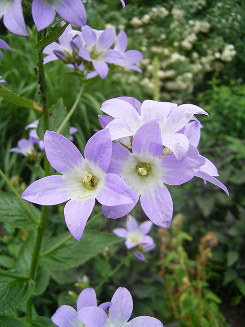 Photos Campanula lactiflora - Bell flower