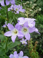 Photos Campanula lactiflora