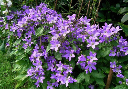 Campanula Lactiflora