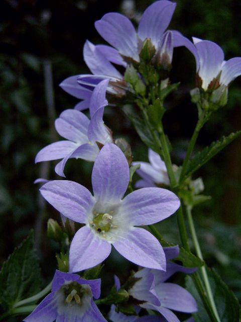 Fotos Campanula lactiflora - 