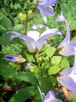 Photos Campanula lactiflora