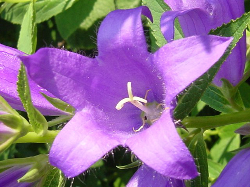 Photos Campanula latifolia - Bell flower