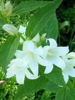 Photos Campanula latifolia var. macrantha