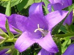Photos Campanula latifolia