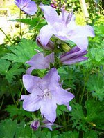 Photos Campanula latiloba