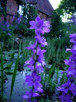 Photos Campanula latiloba