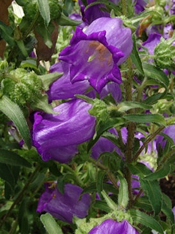 Photos Campanula medium - Canterbury bells