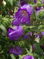 Photos Campanula medium