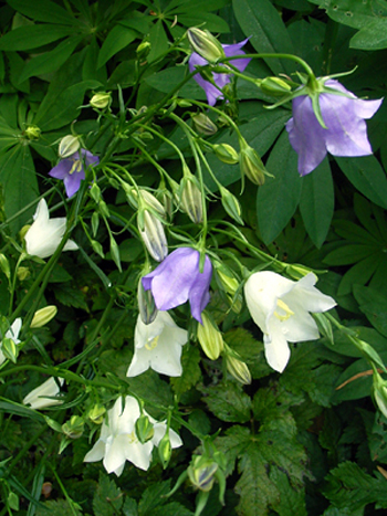 Photos Campanula persicifolia - Peachleaf bellflower