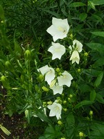 Photos Campanula persicifolia
