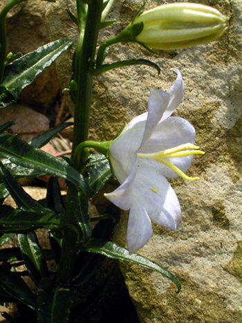 Photos Campanula persicifolia f. nitida - Bell flower