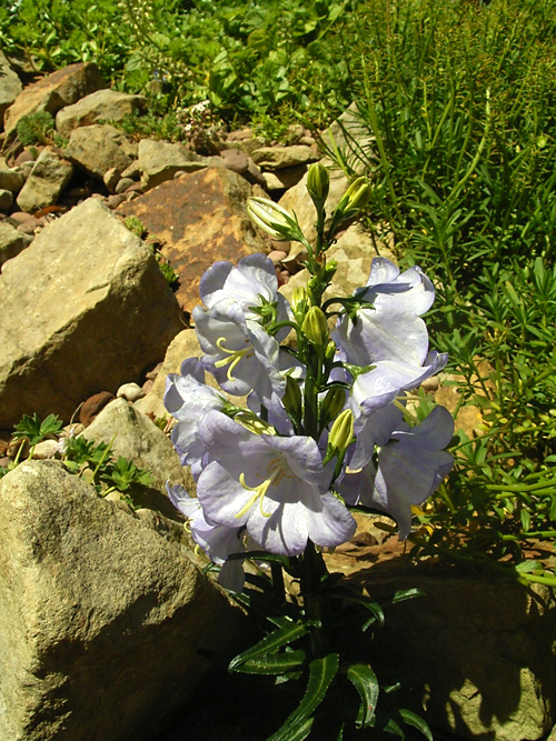 Photos Campanula persicifolia f. nitida - Bell flower