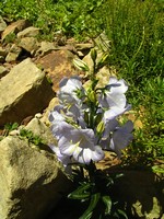 Photos Campanula persicifolia f. nitida