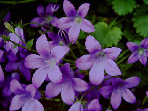 Photos Campanula portenschlagiana - Bell flower