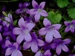 Photos Campanula portenschlagiana