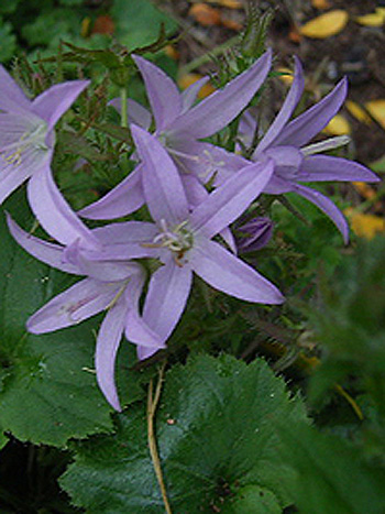 Photos Campanula poscharskyana - Bell flower