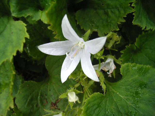 Photos Campanula poscharskyana - Bell flower